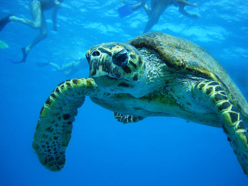 Turtle